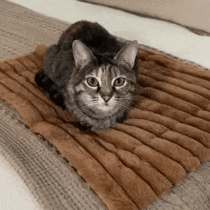 Orvia Mart Self-Warming Cat & Dog Mat